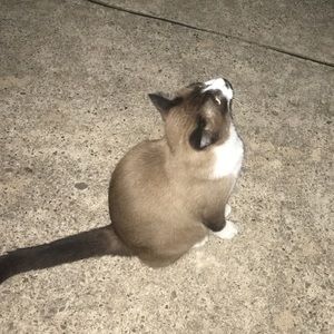 Meet your Posher, Sydney